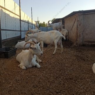 Домашние молочные козы, содержание коз - рогатые дойные козы во дворе летним днём. Стоковое фото № 20220808_054519