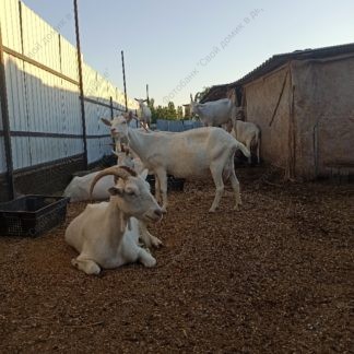 Домашние молочные козы, содержание коз - фото стада белых рогатых коз на обеденном отдыхе летним днём. Стоковое фото № 20220808_054522