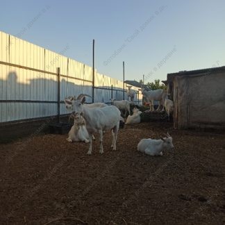 Домашние молочные козы, содержание коз - стадо белых рогатых коз во дворе. Стоковое фото № 20220808_054556