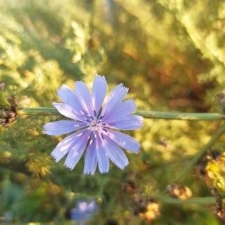 Голубой цветок цикорий (Cichorium intybus) в природе - фото цветущего цикория. Стоковое фото № 20220808_055112