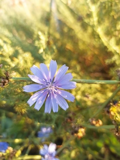 Голубой цветок цикорий (Cichorium intybus) в природе - фото цветущего цикория. Стоковое фото № 20220808_055112