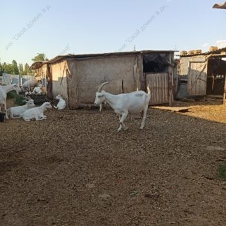 Домашние молочные козы, содержание коз - фото рогатой белой дойной козы во дворе. Стоковое фото № 20220809_174013