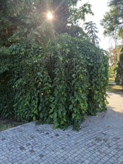 Дерево шелковица на штамбе. Стоковое фото 20220819_074456